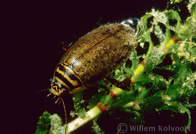 Gegroefde waterroofkever ( Acilius sulcatus ).