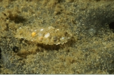 Caddis fly ( Phryganea spec. ) larva