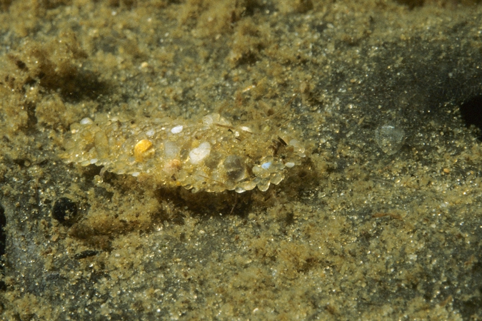 Caddis fly ( Phryganea spec. ) larva