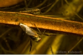 Bootsmannetje op blad ( Notonecta maculata ).