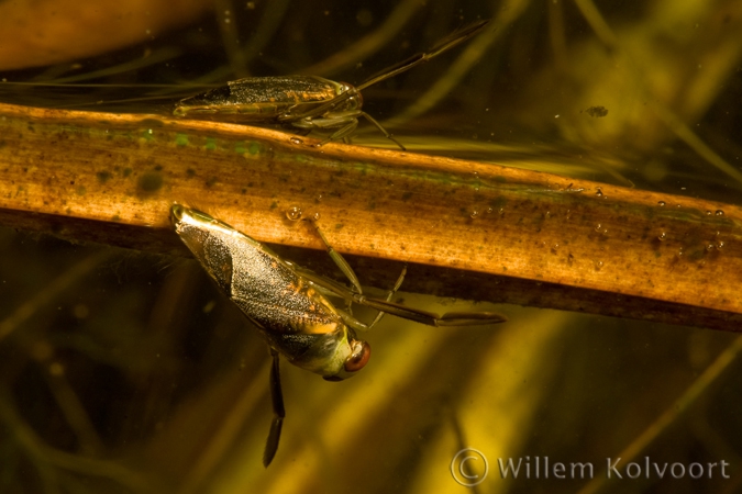 Bootsmannetje op blad ( Notonecta maculata ).