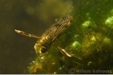 Water boatman ( Corixa punctata )