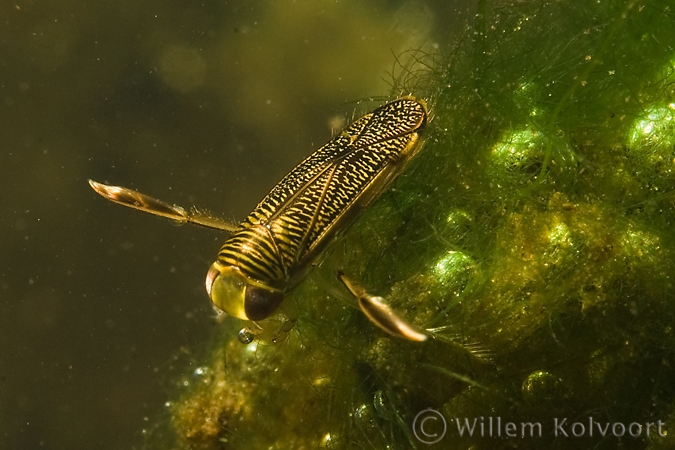 Water boatman ( Corixa punctata )