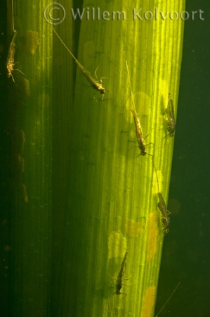 Pond olive ( Cloëon dipterum ) spawning