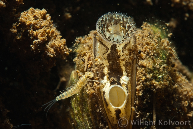 Haftlarve ( Cloëon dipterum ) op driehoeksmossel.