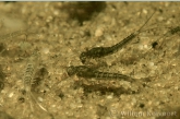 Pond olive ( Cloëon dipterum ) larvae