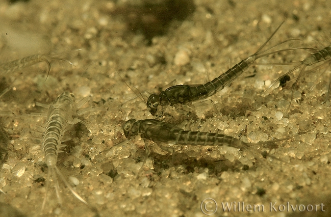 Haftlarven (Cloëon dipterum).