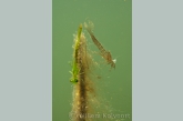 Pond olive ( Cloëon dipterum ) larva