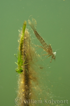 Jufferlarve met vervelling ( Coenagrionidae).