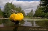 Damselfly ( Erythroma najas ) on yellow water-lily