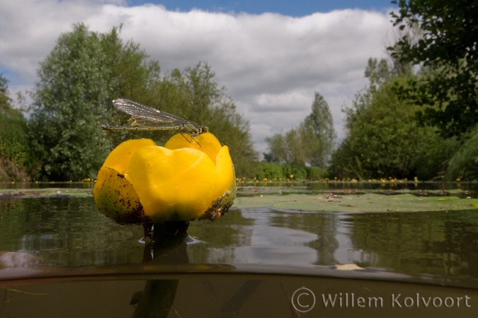 Waterjuffer op gele plomp ( Lestes spec. ).