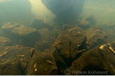 Caddis fly ( Phryganea spec. ) larvae and Stone loach