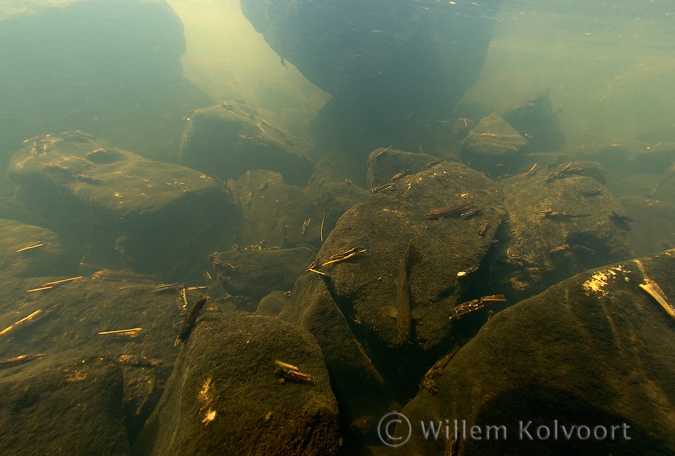 Kokerjufferlarven onder de stuw ( Anabolia nervosa ).