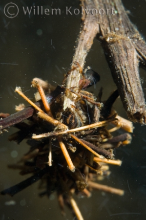 Caddis fly ( Phryganea spec. ) larva