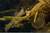 Caddis fly ( Phryganea spec. ) larva