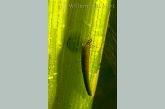 Caddis fly ( Phryganea spec. ) larva