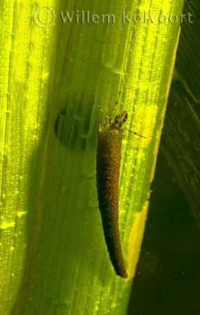 Caddis fly ( Phryganea spec. ) larva