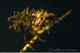 Caddis fly ( Phryganea spec. ) larva