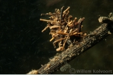 Caddis fly ( Phryganea spec. ) Larva