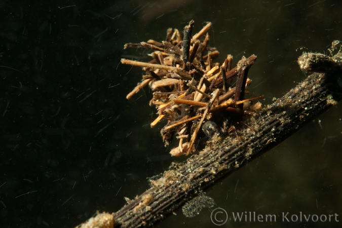 Kokerjufferlarve ( Limnephilus rhombicus ) .