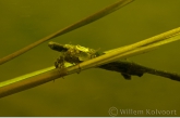 Caddis fly ( Phryganea spec. ) larva