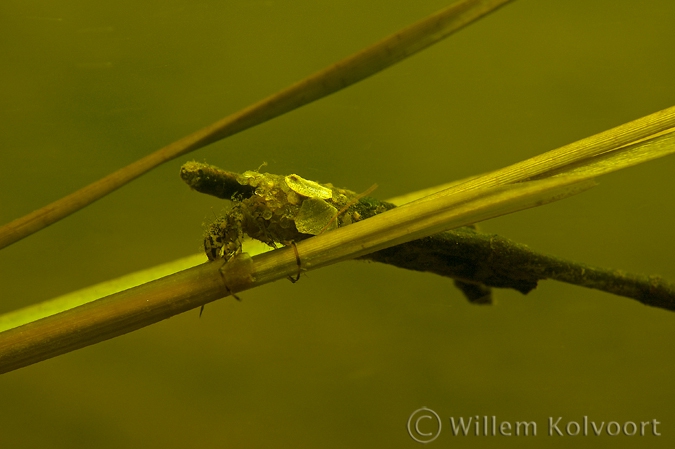 Kokerjufferlarve (Anabolia nervosa ) .