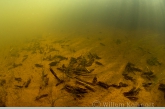 Caddis fly ( Phryganea spec. ) larvae