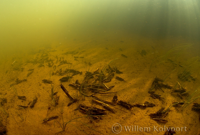 Caddis fly ( Phryganea spec. ) larvae