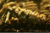 Caddisfly ( Phryganea spec. ) larva with little shells