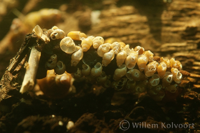 Caddisfly ( Phryganea spec. ) larva with little shells