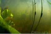 Caddis fly ( Phryganea spec. ) larvae