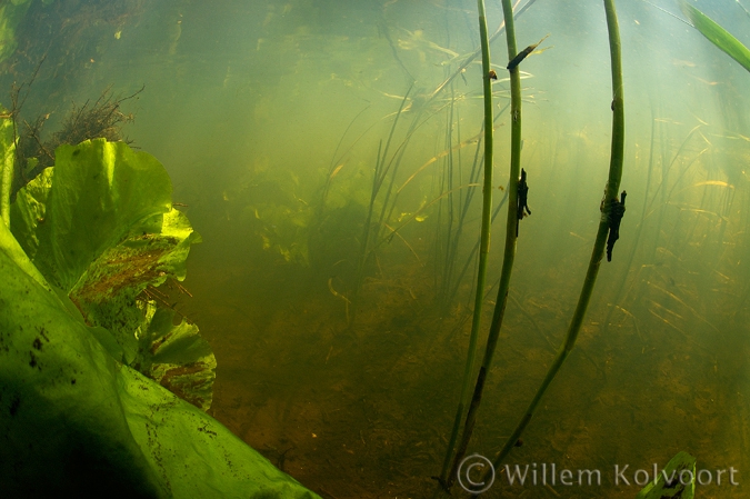 Caddis fly ( Phryganea spec. ) larvae