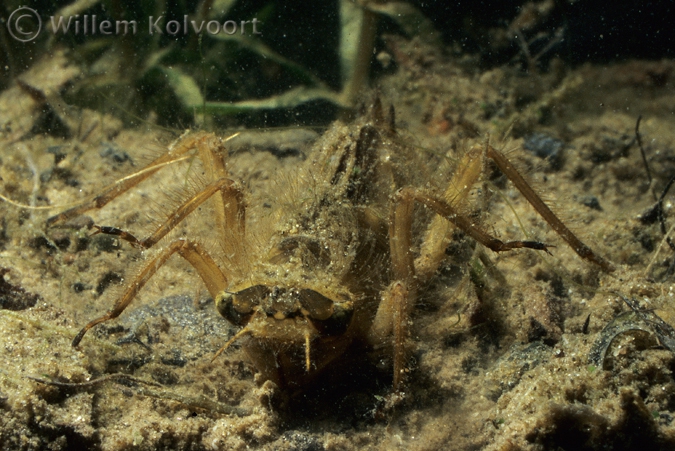 Dragonfly larva