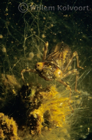 Dragonfly larva