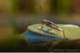 Leaf Beetle ( Donacia crassipes )