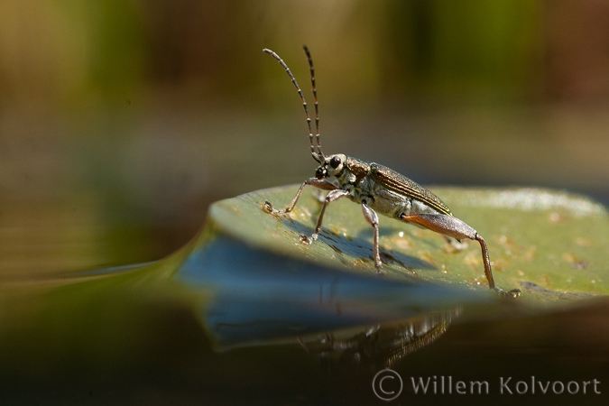 Leaf Beetle ( Donacia crassipes )