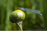 Grote roodoogjuffer op gele plomp (Erythromma najas ).