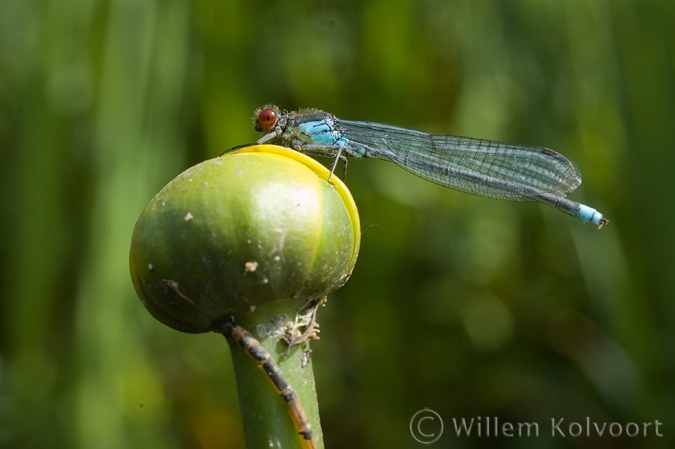 Damselfly ( Erythroma najas ) on yellow water-lily