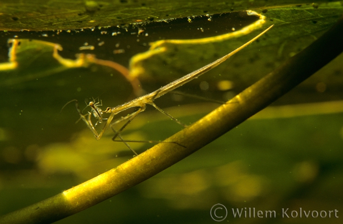 Long-bodied water scorpion ( Ranatra linearis ) with prey