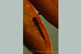 Damselfly ( Erythroma najas ) larva