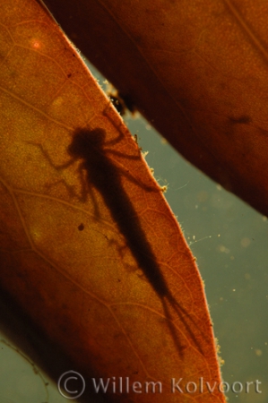 Damselfly ( Erythroma najas ) larva