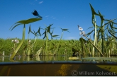 Weidebeekjuffer op pijlkruid ( Calopteryx splendens ).