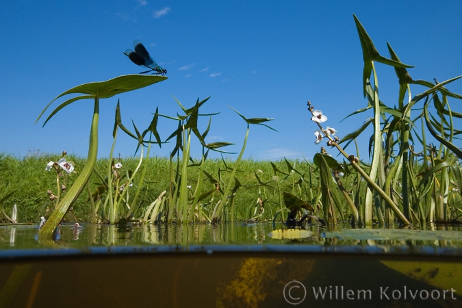 Weidebeekjuffer op pijlkruid ( Calopteryx splendens ).