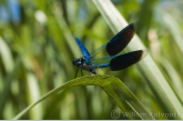 Weidebeekjuffer op rietblad ( Calopteryx splendens ).