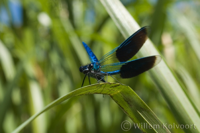 Banded Demoiselle ( Calopterix splendens )