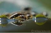 Leaf Beetle ( Donacia crassipes ) marting