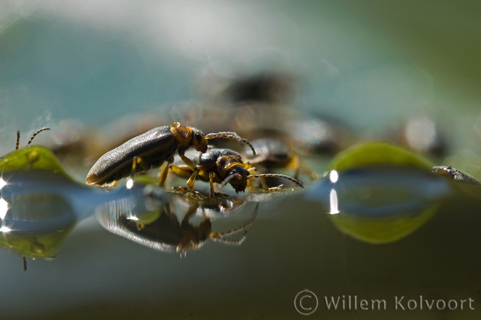 Leaf Beetle ( Donacia crassipes ) marting