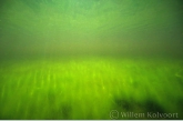 Algae-meadow