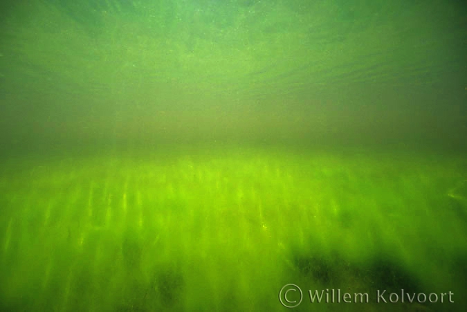 Algae-meadow