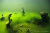 Strange Algae-formations